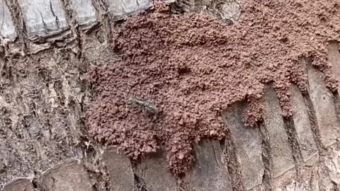 Predatory Ant Trying To Hunt Termites On Tree Trunk Nest Stock Footage 340201935