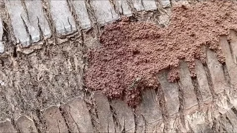 Predatory Ant Waiting To Hunt Termites On Tree Trunk Bark Stock Footage 340202076