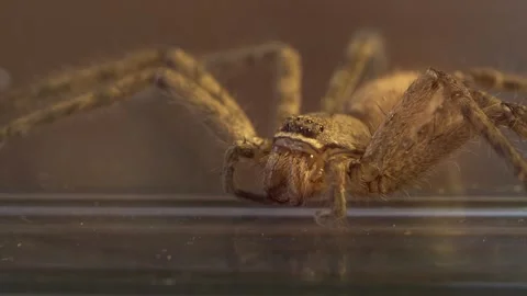 Predatory Arachnid Portrait Before Molting Cycle Vidéo 335801300