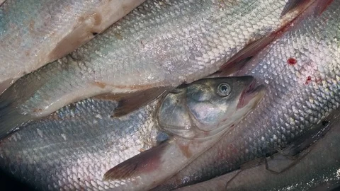 Predatory asps were caught spinning close-up Stock Footage 127144631