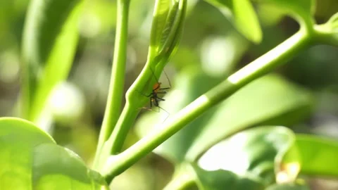 Predatory Assassin Bug Perched on Green Stem - Static Shot Stock Footage 331835056