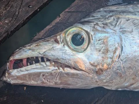 Predatory Barracuda Head with Sharp Teeth and Large Eye Stock Photos