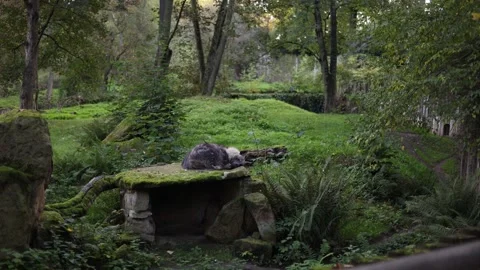 A predatory beast lies in the forest Video stock 288013789
