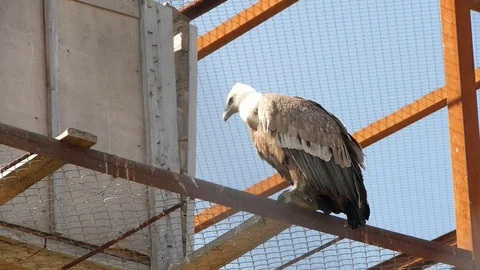 A predatory big bird sits and looks Stock Footage 118972379