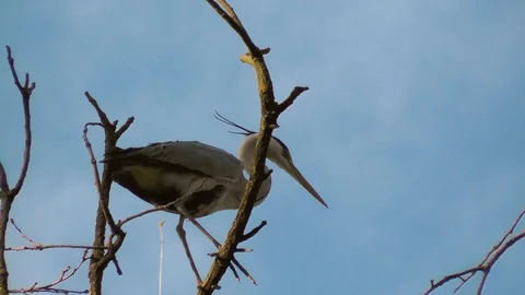 Predatory bird Ardea cinerea. Gray heron take a crap. Heron colony kills plants Stock Footage 88971174