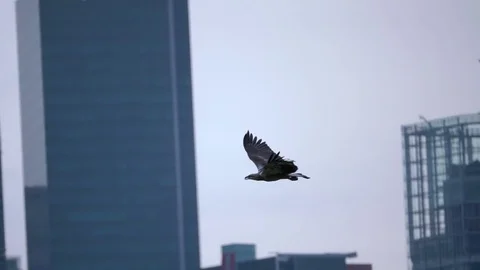 Predatory Bird on the Background of the Skyscrapers. Slow Motion Stock Footage 81901141