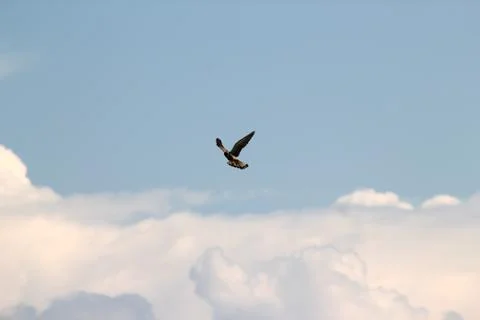 Predatory bird in flight. Against the backdrop of a blue sky with white cloud Stock Photos