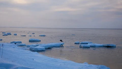 The Predatory Bird Fly From The Ice In Winter In The Sea Stock Footage 92474651