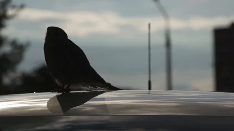 Predatory bird Video stock 77203040