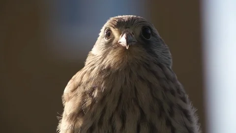 Predatory bird Video stock 77203050