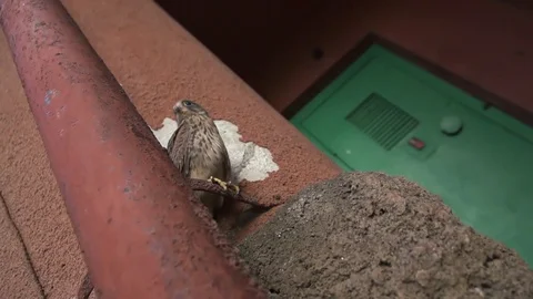 Predatory bird Video stock 77203051