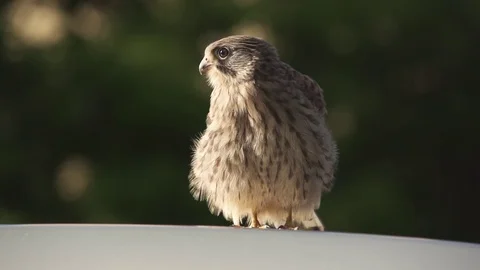 Predatory bird Video stock 77203077