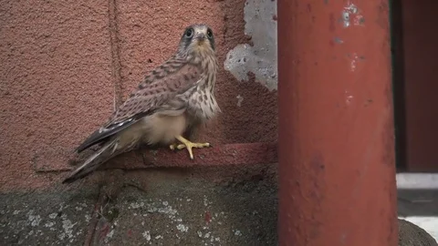 Predatory bird Video stock 77203099