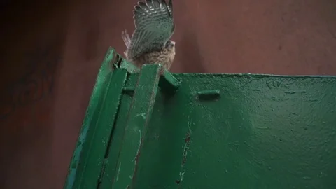 Predatory bird Video stock 77203113