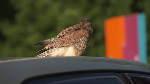 Predatory bird Video stock 77203129