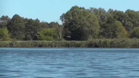 Predatory bird Gray heron flies with cry over water. Big fish jumps out of river Stock Footage 88931245
