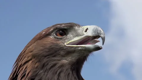 Predatory Bird Looks for Prey 4K TZ Stock Footage 301002971