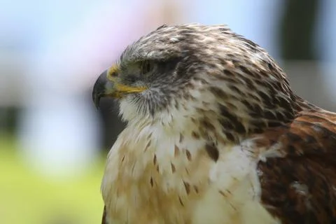 Predatory bird Stock Photos