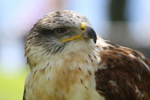 Predatory bird Stock Photos