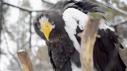 Predatory bird sitting on a branch and looking at the camera lens. Stock Footage 83268007