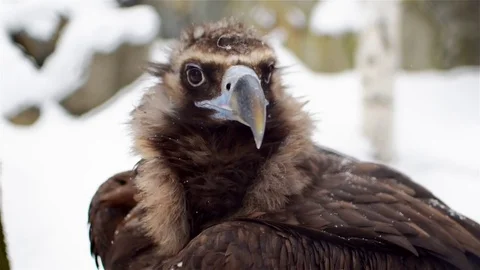 Predatory bird sitting on a snow and looking at the camera lens. Stock Footage 83268101
