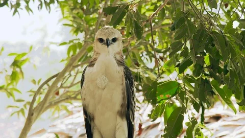 Predatory bird snake eagle looking into camera on tree branch and green foliage Stock Footage 96570482