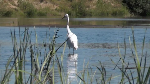 Predatory bird White heron Ardea alba Great egret zooming from Full to Long shot Stock Footage 89696361