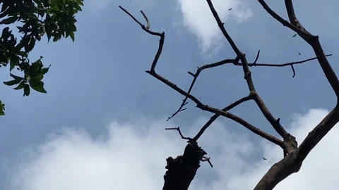 Predatory birds flying in the sky over bare dead tree branches, lookup view Stock Footage 340025612