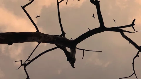 Predatory birds flying in sunset sky over dead tree branches, Ominous spooky Stock Footage 340025640