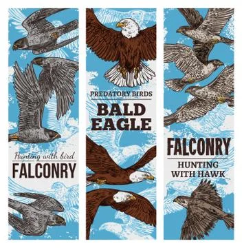 Predatory birds, sketch eagle or falcon hunt Stock Illustration