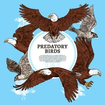 Predatory birds, sketch eagle or falcon Stock Illustration