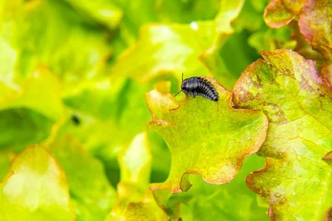 Predatory black and ugly gravedigger beetle larva runs through the leaves in  Stock Photos