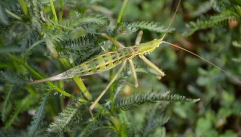 Predatory bush cricket Stock Photos