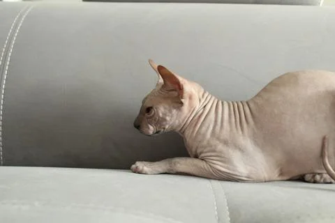 A predatory cat is preparing to jump. Playing cats are hunting. Sphinx on a g Stock Photos