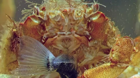 Predatory Crab and Its Prey Underwater Stock Footage 275645746