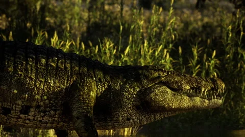 Predatory crocodile calmly navigating illuminated wetland habitat Stock Footage 338340801