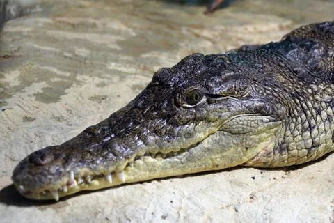 Predatory crocodile head Stock Photos