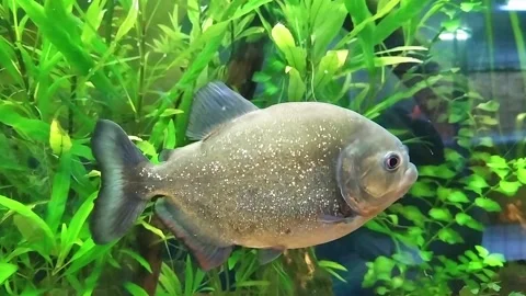 predatory dangerous fish piranha Stock Video Pond5