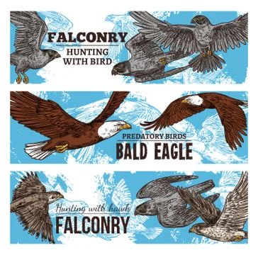 Predatory eagle and hawk birds, falconry wild hunt Stock Illustration