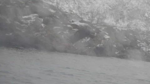 Predatory eagle catching fish at Lofoten Norway slow motion Stock Footage 145833990