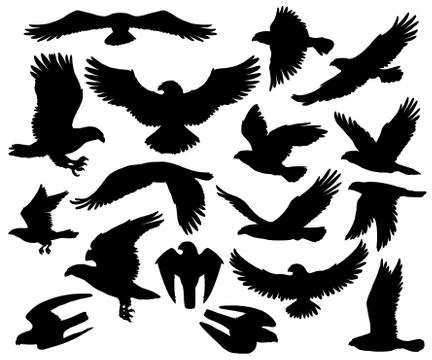 Predatory eagle or falcon hawk birds silhouettes Stock Illustration