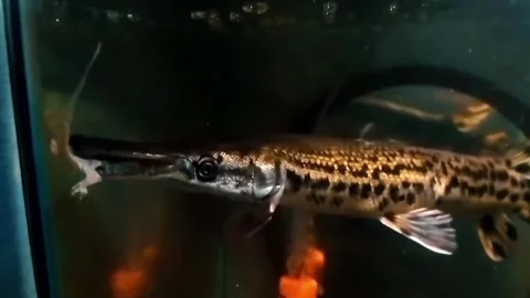 Predatory fish eating lizard in aquarium. Stock Footage 320504853