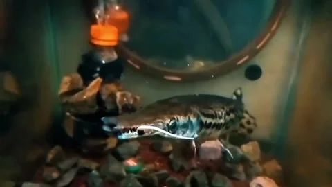 Predatory fish eating lizard in aquarium. Stock Footage 320504878