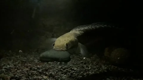 Predatory fish Видео 232281023