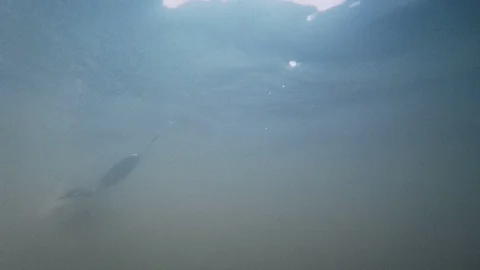 Predatory fish in muddy water in slow motion close-up Stock Footage 128652332
