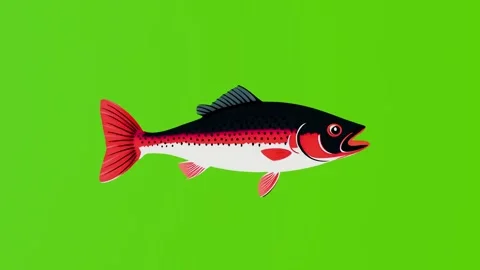 Predatory fish of red and black color isolated on a green screen Stock Footage 282663748