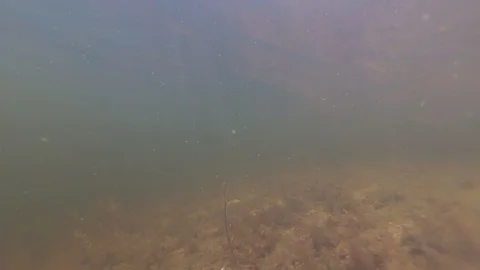 Predatory fish under water. perch under water Video stock 112007951