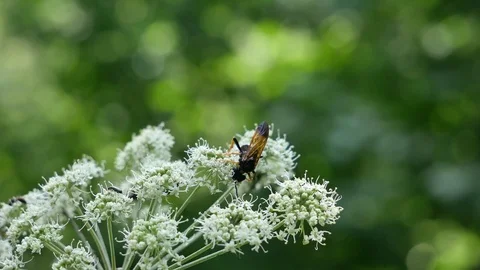 Predatory fly. Vídeo Stock 117228060