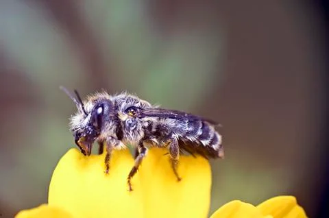 Predatory flying insect Stock Photos