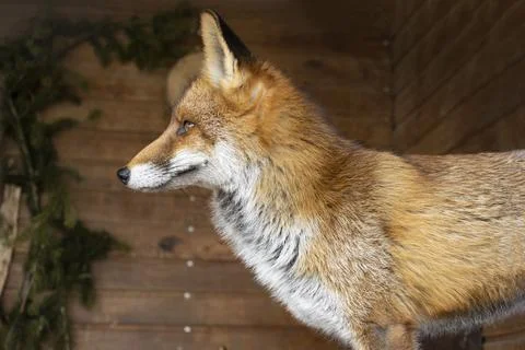 Predatory fox side view in early spring. Foto stock
